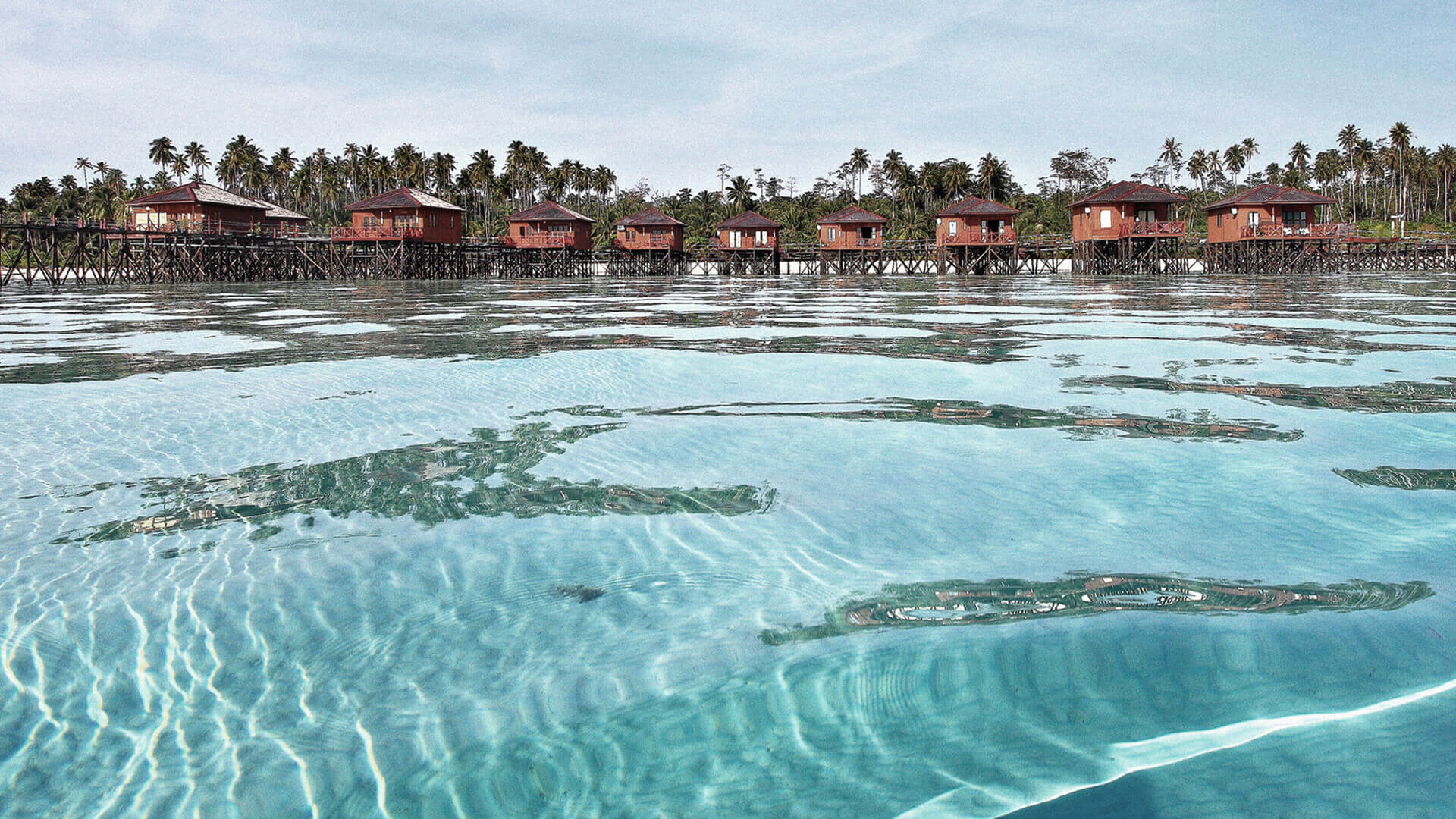 Fauna Penghuni Surga Bawah Laut Kepulauan Derawan